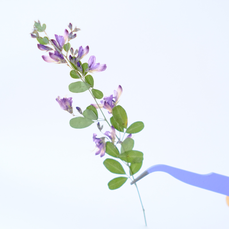 6pcs,nature Lespedeza Formosa  - Dried Flower Bookmark reseña y precio