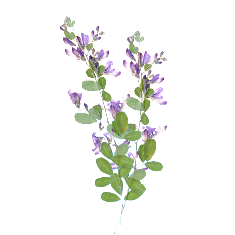 6pcs,nature Lespedeza Formosa  - Dried Flower Bookmark reseña y precio