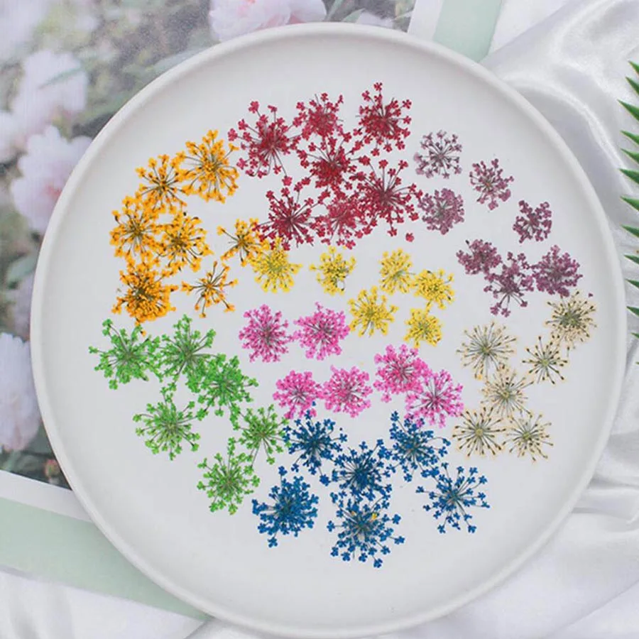 60pcs Pressed Dried 20-25mm Am - Dried Flower Bookmark reseña y precio