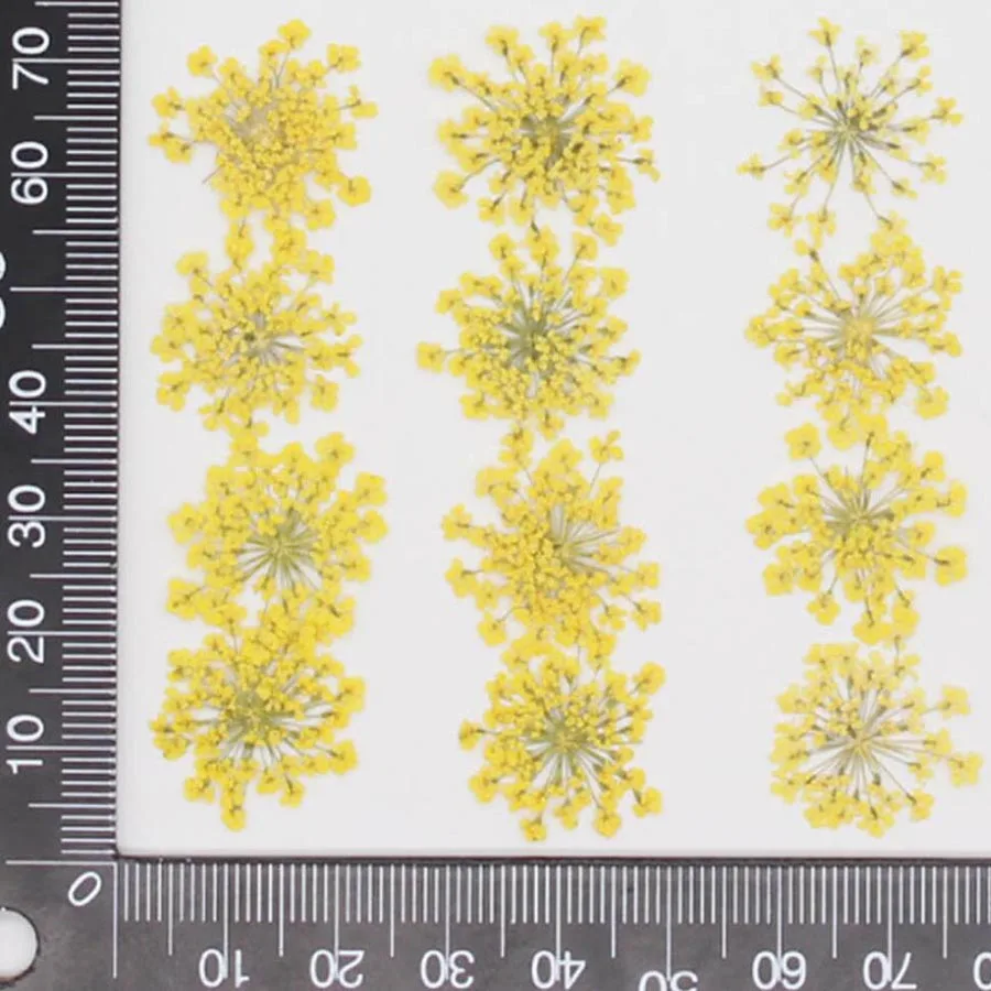 60pcs Pressed Dried 20-25mm Am - Dried Flower Bookmark reseña y precio