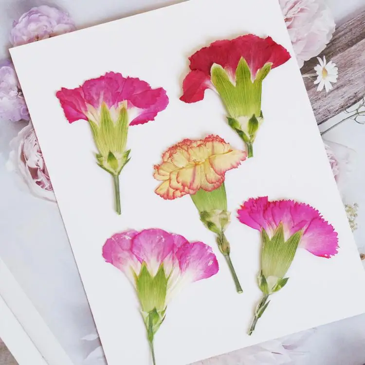 6pcs/4-7cm,Carnation dried flo - Dried Flower Bookmark reseña y precio