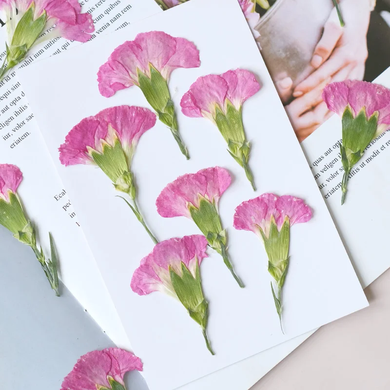 6pcs/4-7cm,Carnation dried flo - Dried Flower Bookmark reseña y precio