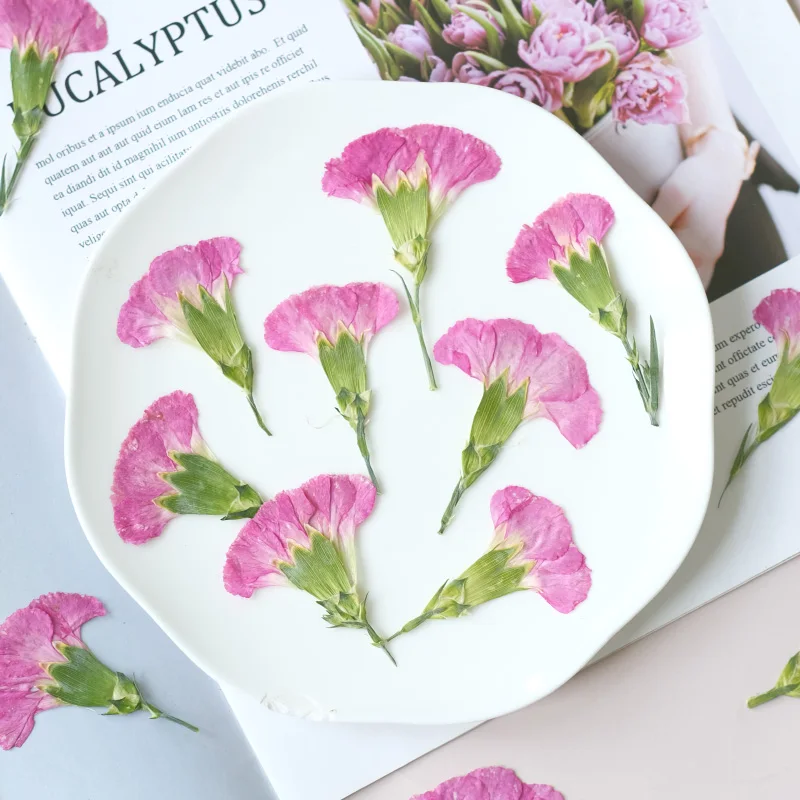 6pcs/4-7cm,Carnation dried flo - Dried Flower Bookmark reseña y precio