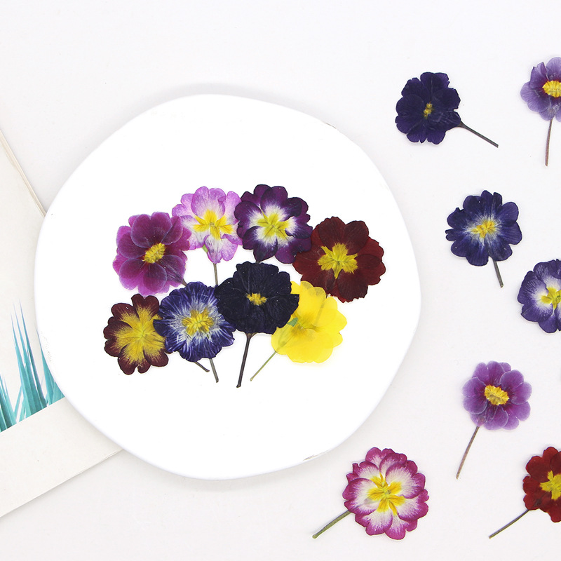 48Pcs European Primrose Teachi - Dried Flower Bookmark reseña y precio