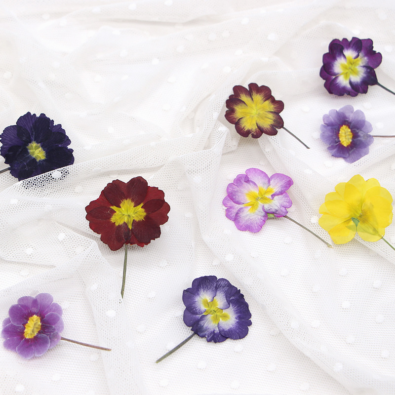 48Pcs European Primrose Teachi - Dried Flower Bookmark reseña y precio