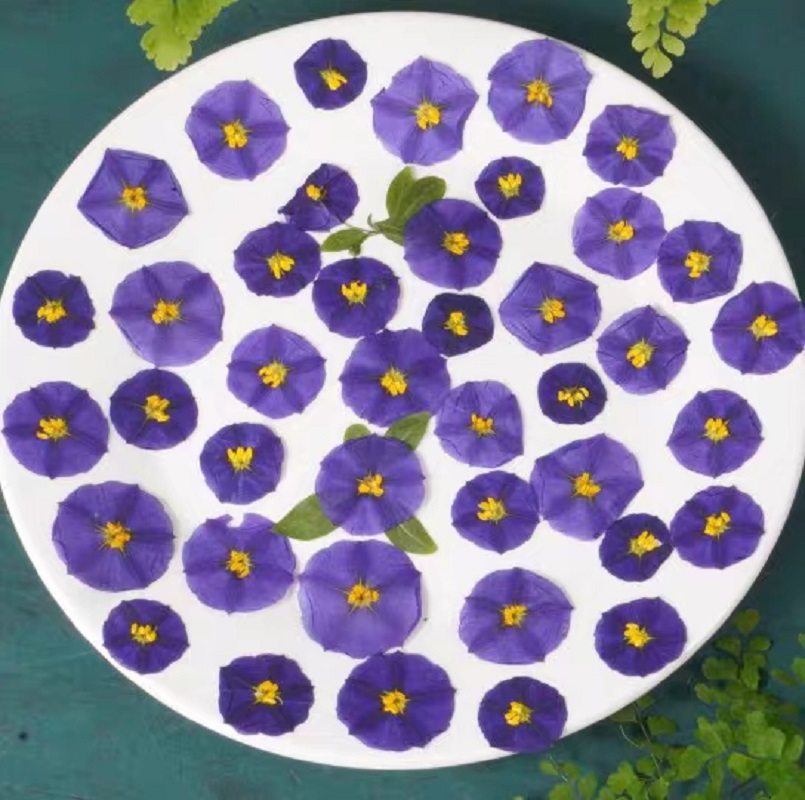 100pcs Pressed Dried Lycianthe - Dried Flower Bookmark reseña y precio