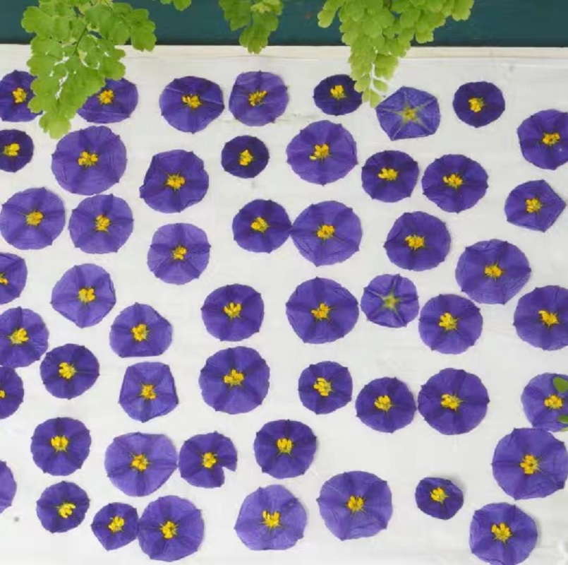 100pcs Pressed Dried Lycianthe - Dried Flower Bookmark reseña y precio