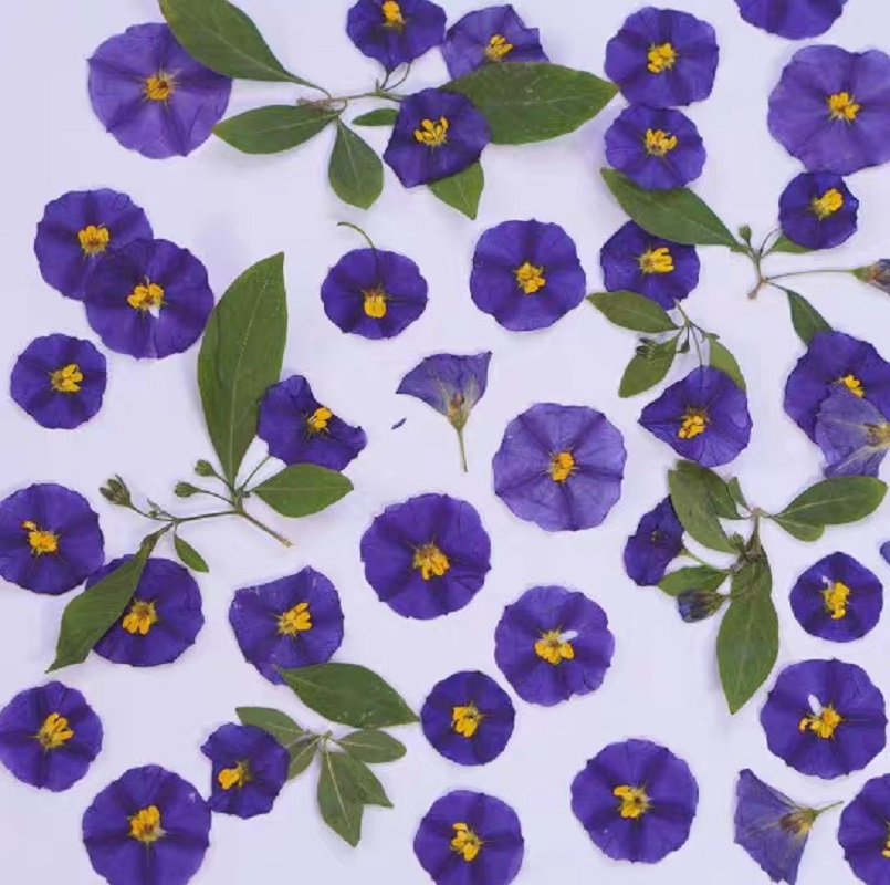 100pcs Pressed Dried Lycianthe - Dried Flower Bookmark reseña y precio