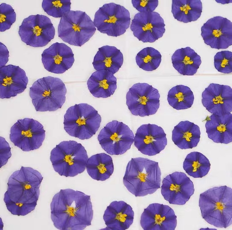 100pcs Pressed Dried Lycianthe - Dried Flower Bookmark reseña y precio