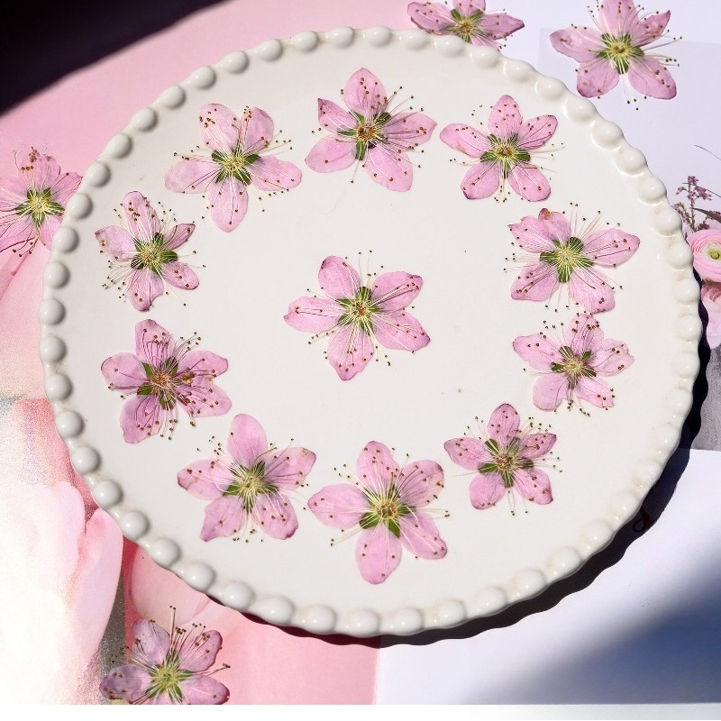 3-4cm./6pcs,Pink Peach Blossom - Dried Flower Bookmark reseña y precio