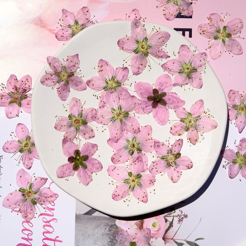3-4cm./6pcs,Pink Peach Blossom - Dried Flower Bookmark reseña y precio