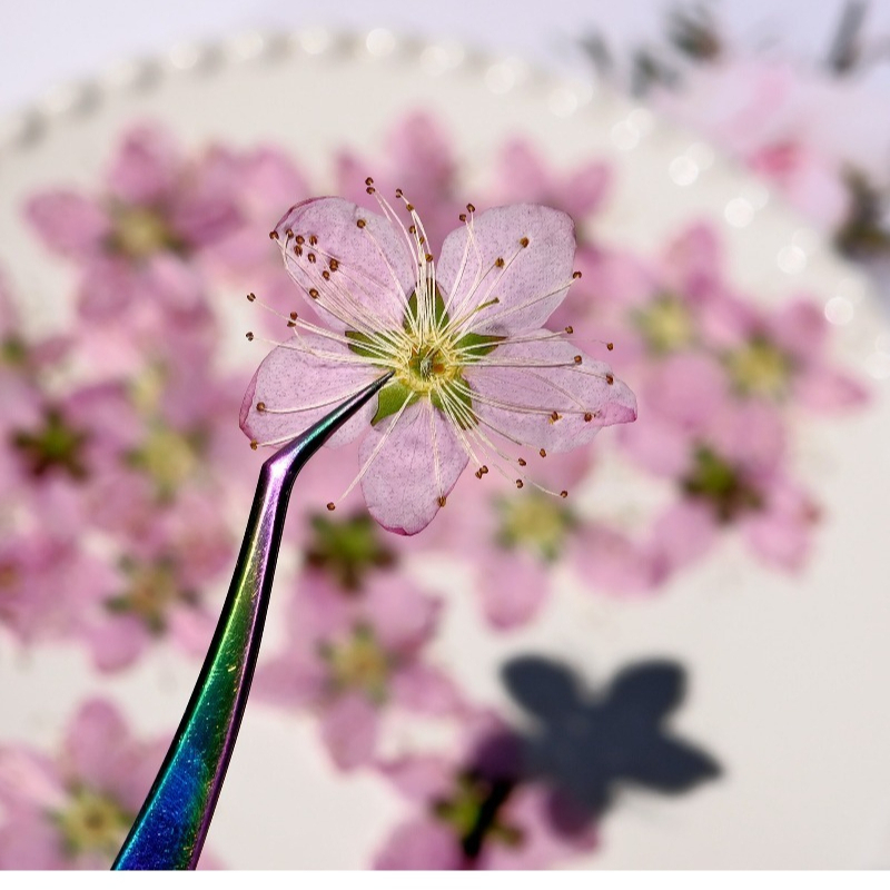 3-4cm./6pcs,Pink Peach Blossom - Dried Flower Bookmark reseña y precio
