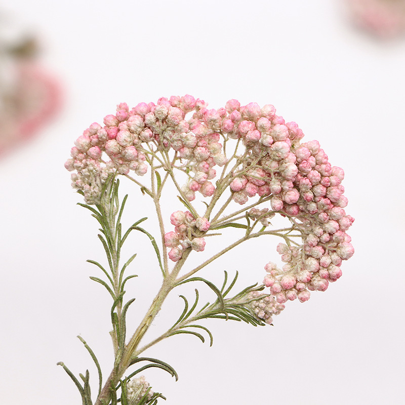 12pcs,Nature Millet flower bra - Dried Flower Bookmark reseña y precio