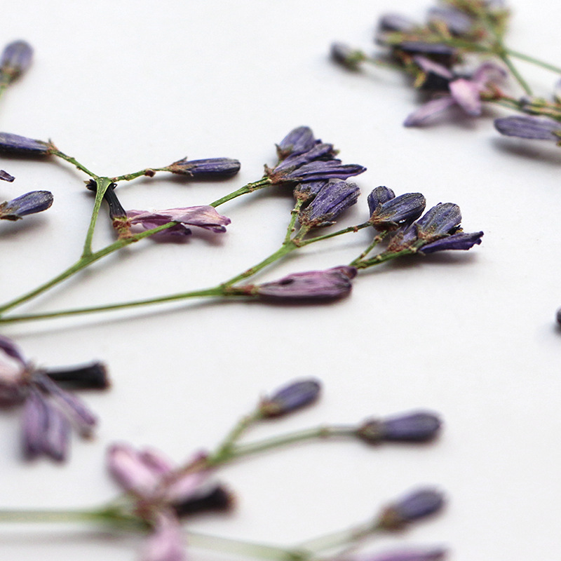 60Pcs Neem Tree Flower Branche - Dried Flower Bookmark reseña y precio