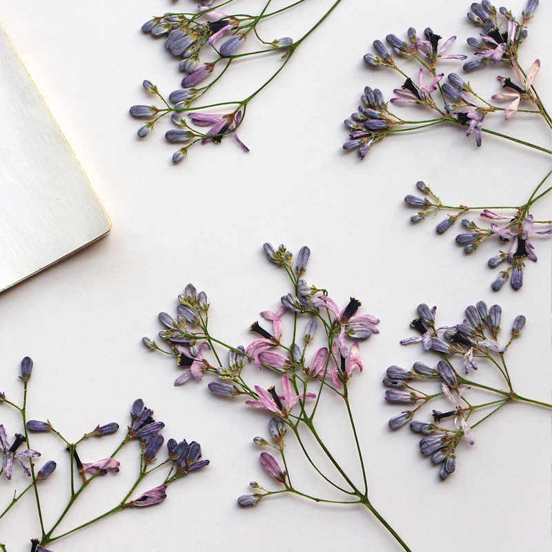 60Pcs Neem Tree Flower Branche - Dried Flower Bookmark reseña y precio
