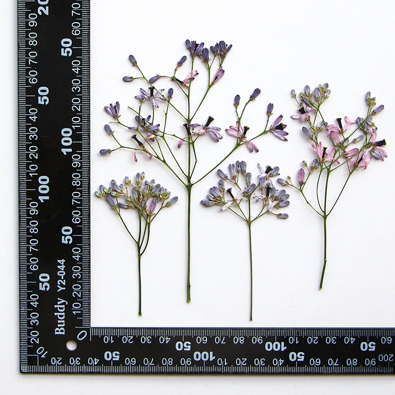 60Pcs Neem Tree Flower Branche - Dried Flower Bookmark reseña y precio