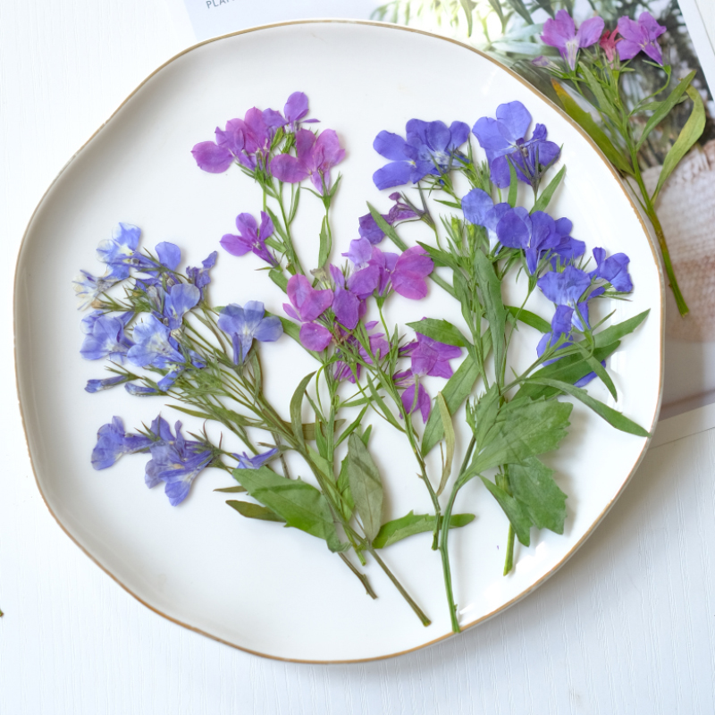 6pcs/8-13cm,nature Lobelia Eri - Dried Flower Bookmark reseña y precio