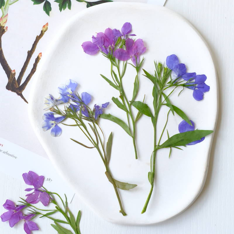 6pcs/8-13cm,nature Lobelia Eri - Dried Flower Bookmark reseña y precio