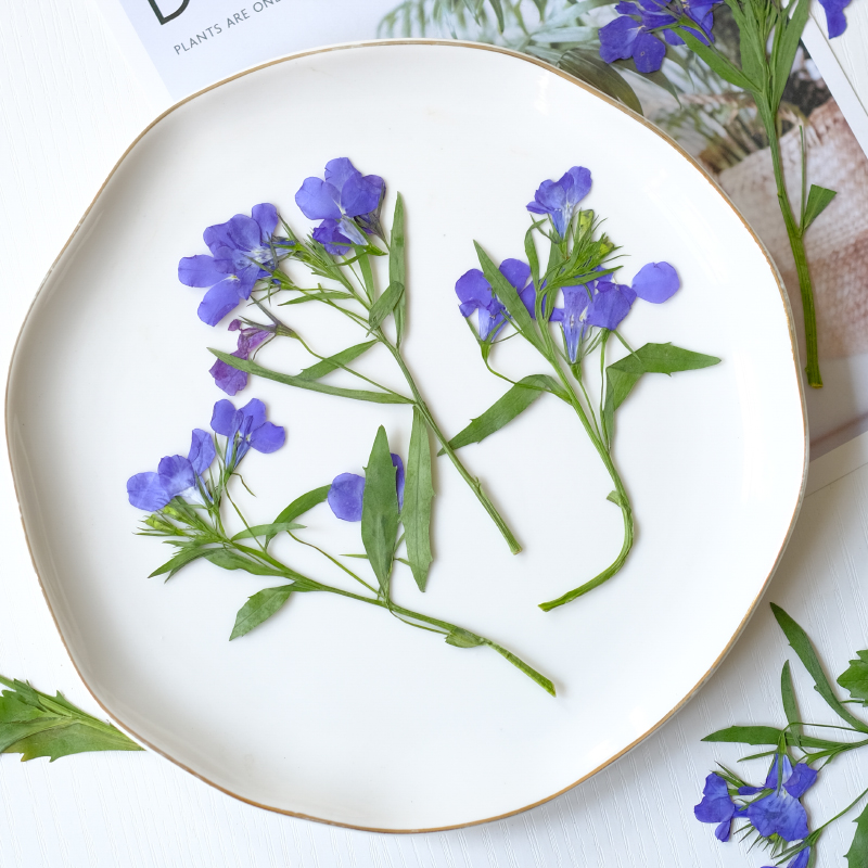 6pcs/8-13cm,nature Lobelia Eri - Dried Flower Bookmark reseña y precio