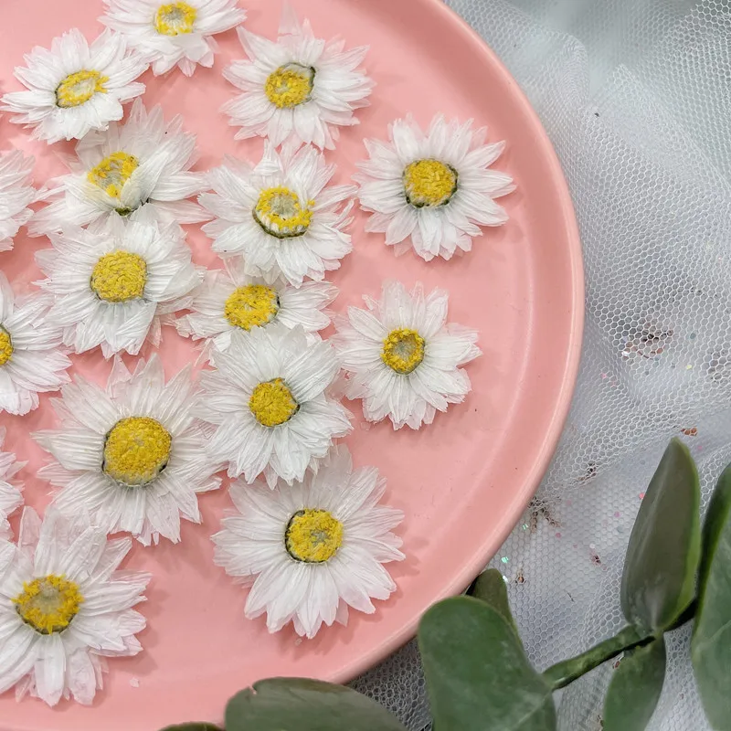 24pcs/2-4CM,Natural Pressed Fl - Dried Flower Bookmark reseña y precio