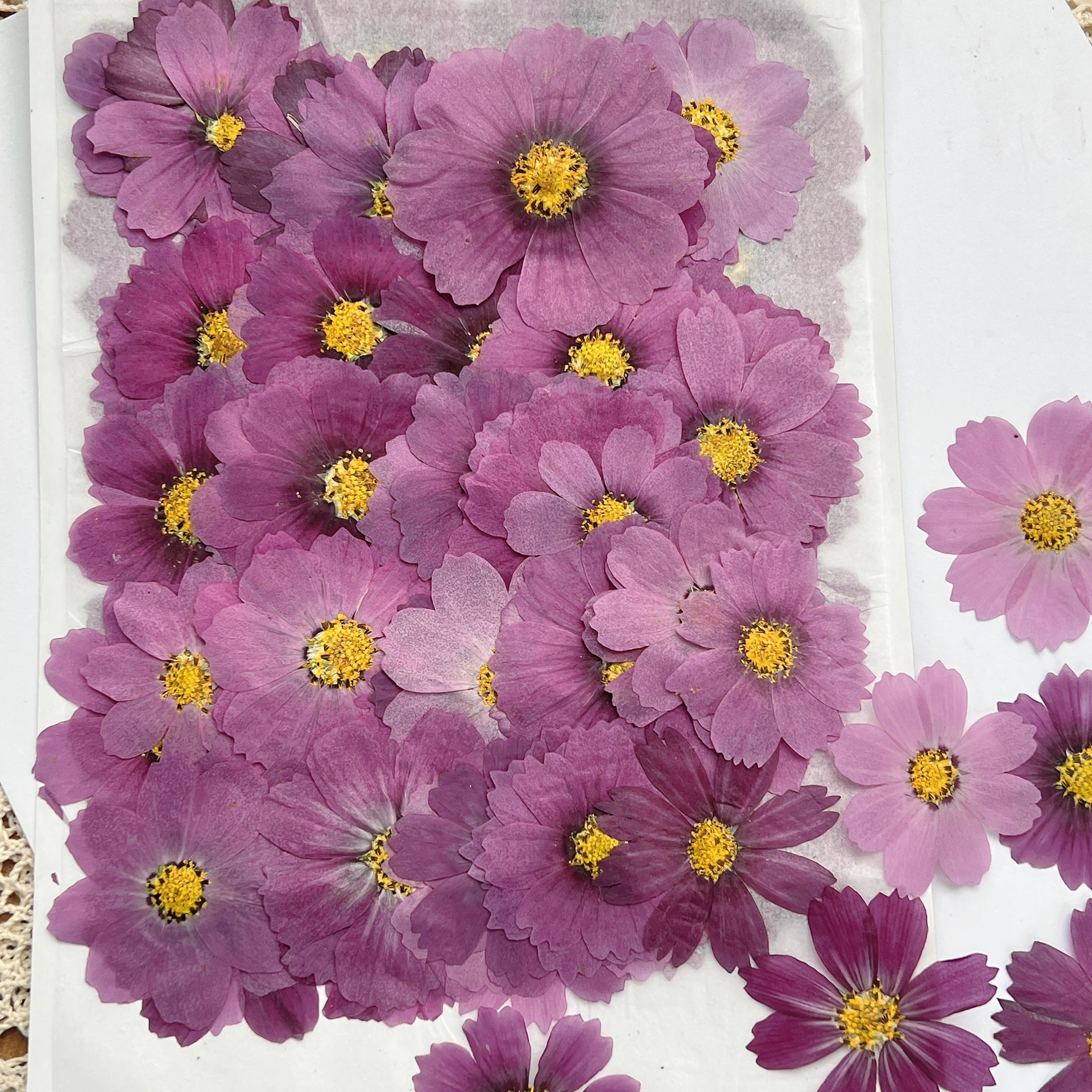 100Pcs Cosmos Dried Flower Pre - Dried Flower Bookmark reseña y precio