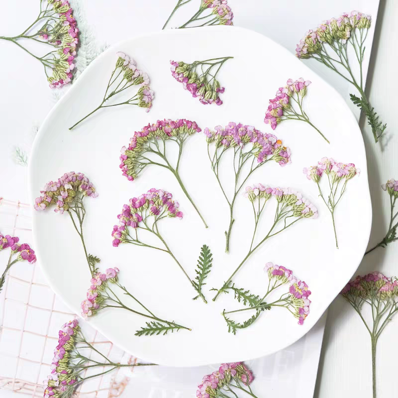 60pcs Pressed Dried Yarrow Ach - Dried Flower Bookmark reseña y precio