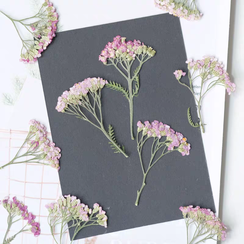 60pcs Pressed Dried Yarrow Ach - Dried Flower Bookmark reseña y precio