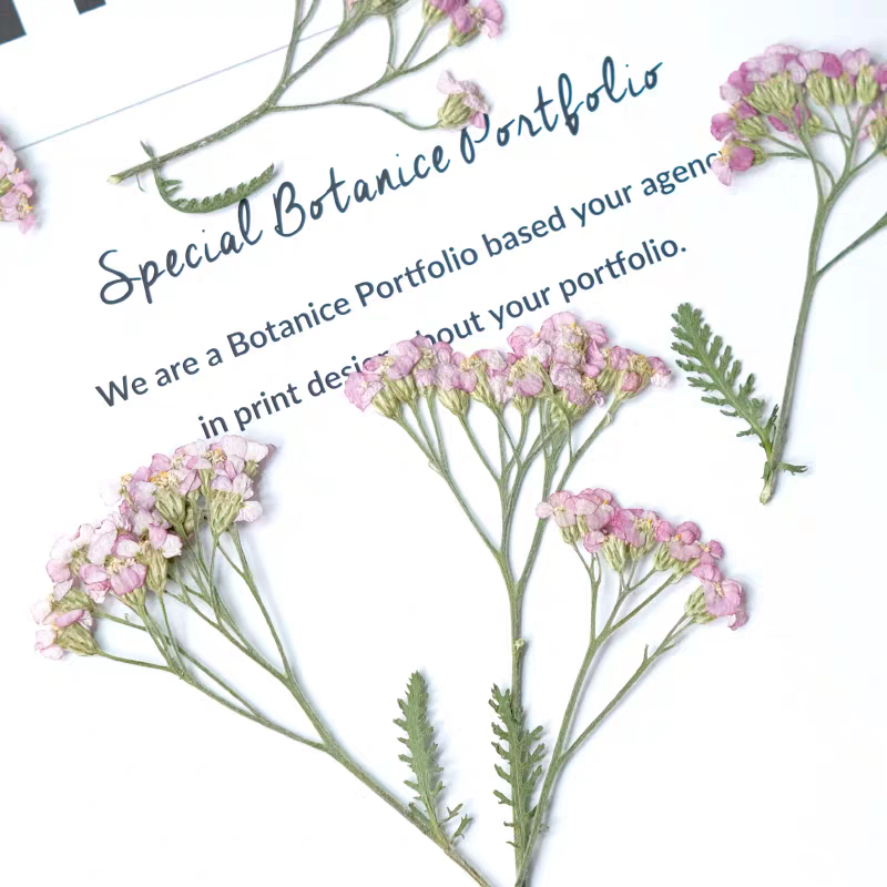 60pcs Pressed Dried Yarrow Ach - Dried Flower Bookmark reseña y precio