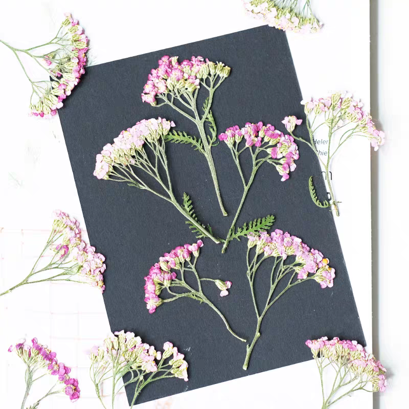 60pcs Pressed Dried Yarrow Ach - Dried Flower Bookmark reseña y precio