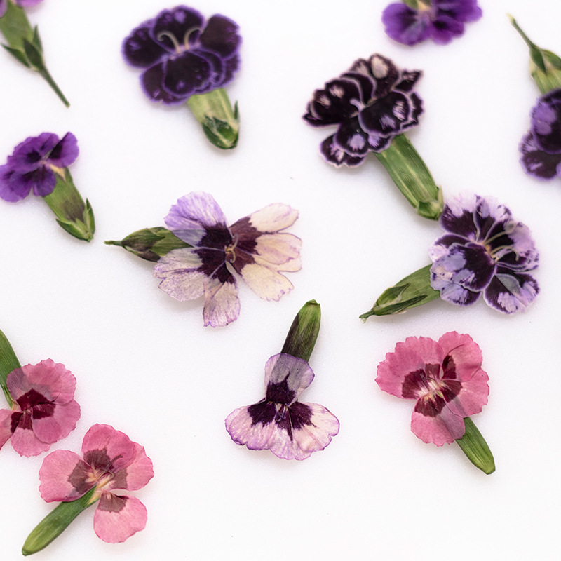 24pcs,Pressed Dried Dianthus F - Dried Flower Bookmark reseña y precio