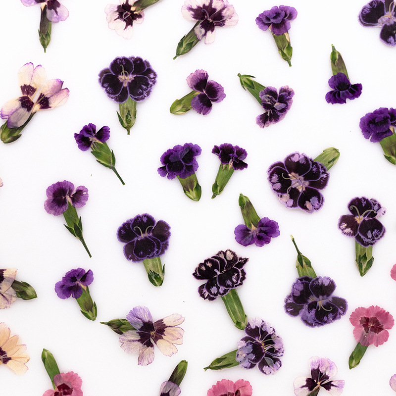 24pcs,Pressed Dried Dianthus F - Dried Flower Bookmark reseña y precio