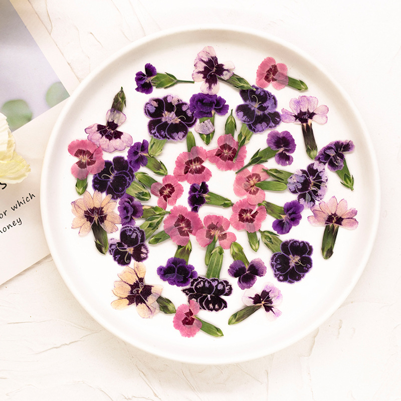 24pcs,Pressed Dried Dianthus F - Dried Flower Bookmark reseña y precio