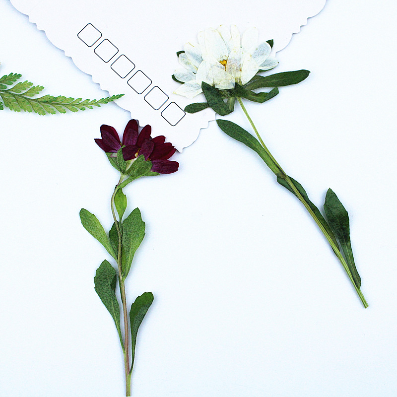 24pcs,Mini Chrysanthemum Press - Dried Flower Bookmark reseña y precio