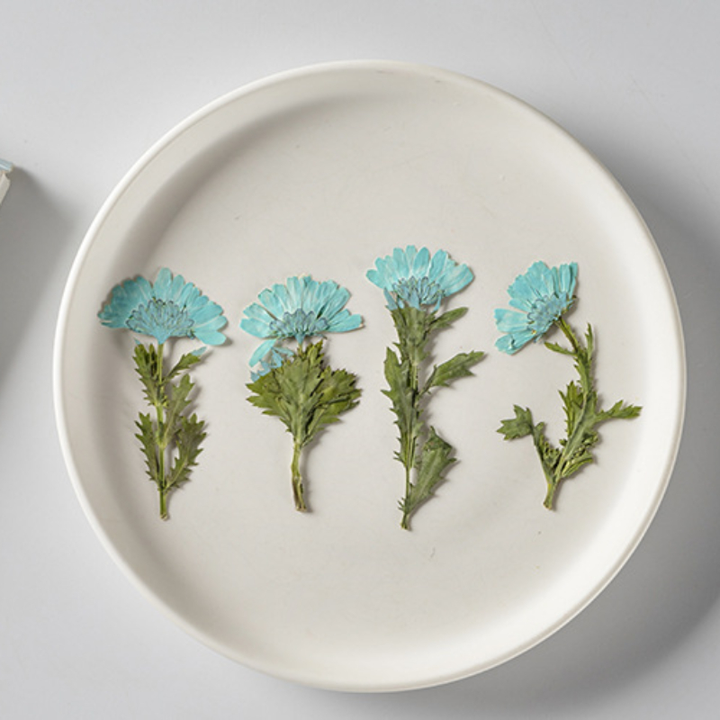 5-8cm/24pcs,Side pressed cryst - Dried Flower Bookmark reseña y precio