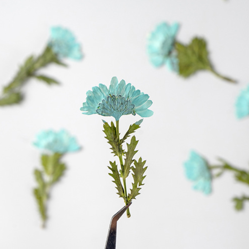 5-8cm/24pcs,Side pressed cryst - Dried Flower Bookmark reseña y precio