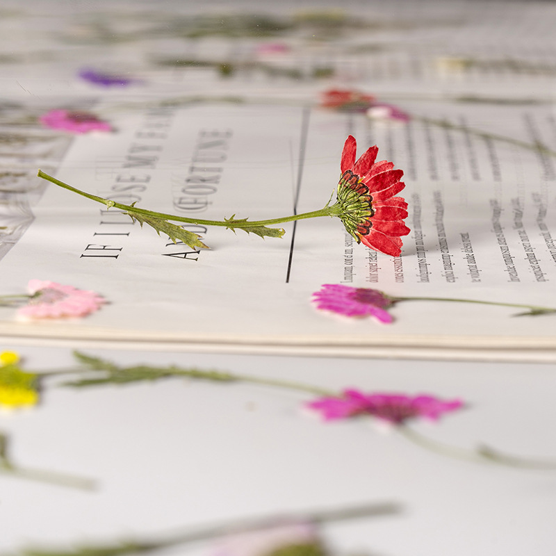 5-8cm/24pcs,Side pressed cryst - Dried Flower Bookmark reseña y precio